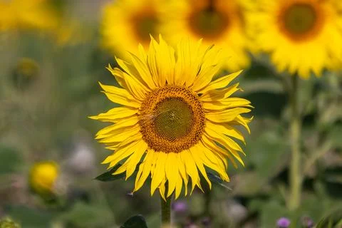 A close up of a sunflower in bloom in the South Downs, with selective focus Stock Photos