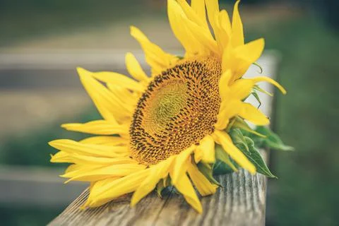 Close-up, a sunflower on a blurred background. Stock Photos