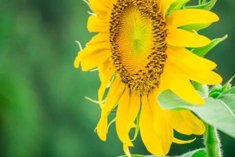 Close up sunflower on blurry background Stock Photos