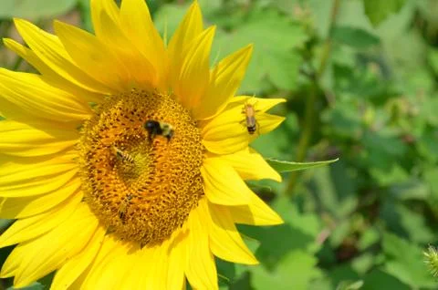 Close up of Sunflower with bug Foto stock