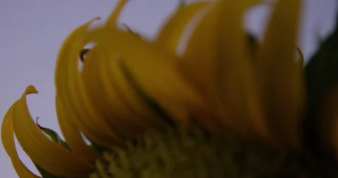 Close up sunflower at dusk_4k Stock Footage 161820668