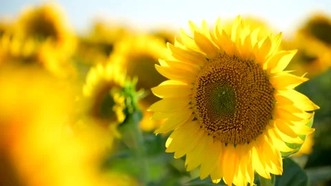 Close up sunflower in the field with blue sky. Stock Footage 203514253