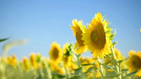 Close up sunflower in the field with blue sky. Stock Footage 203514505