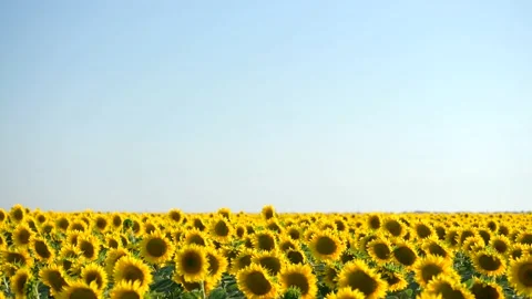 Close up sunflower in the field with blue sky. Stock Footage 207196425