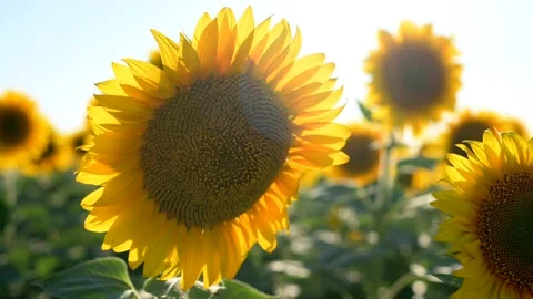 Close up sunflower in the field with blue sky. Vidéo 231360143