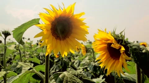 Close-up of sunflower in field Stock Footage 48769188