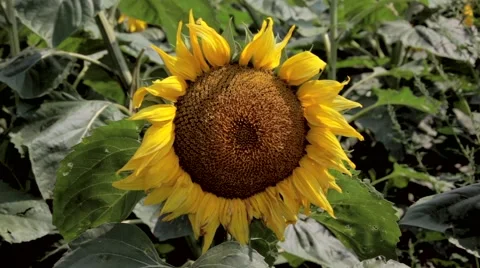 Close-up of sunflower in field Stock Footage 48769431