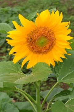 Close up of sunflower in the field Stock Photos