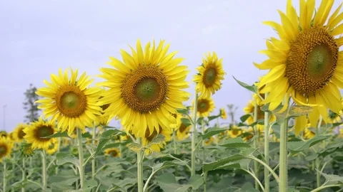 Close up of sunflower fields Stock Footage 111498399