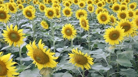 Close up of sunflower fields Stock Footage 111498411