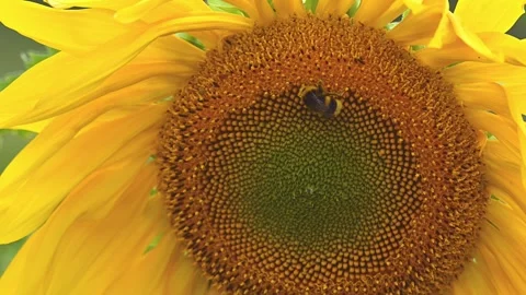 Close up of a sunflower flower with bumblebee on it Stock Footage 247981746