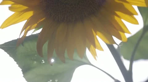 Close up of sunflower Stock Footage 21788454