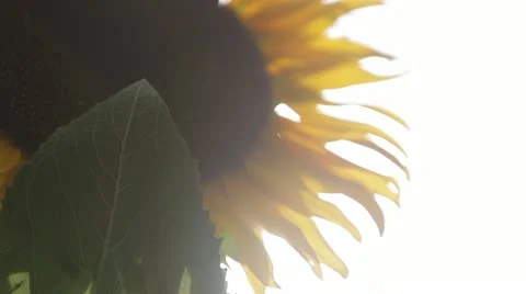Close up sunflower Stock Footage 21788545
