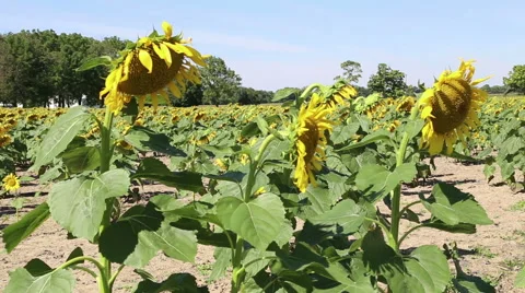 A close up of sunflower Stock Footage 42131310