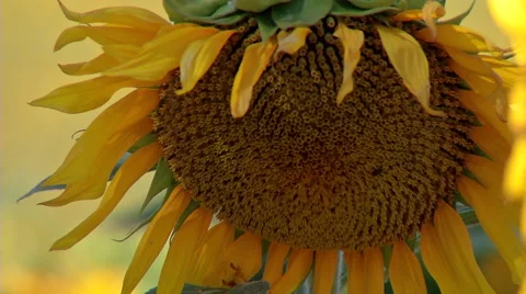 Close up of a sunflower Stock Footage 48167428