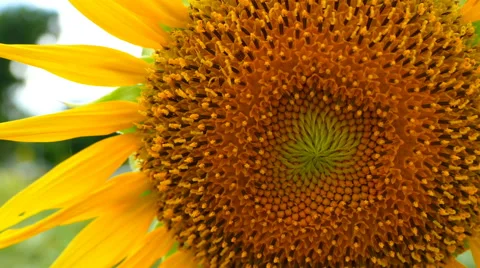 Close up Sunflower Stock Footage 68536758