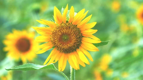 Close up Sunflower Stock Footage 68543838
