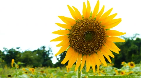 Close up Sunflower Stock Footage 68546589