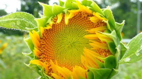 Close up Sunflower Stock Footage 68547530