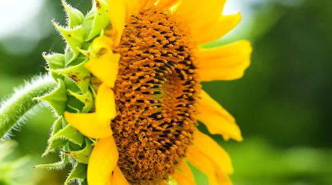 Close up Sunflower Stock Footage 68548406