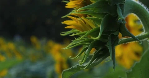 Close-up of sunflower Stock Footage 83260154