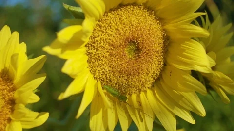Close Up Sunflower Stock Footage 93802653