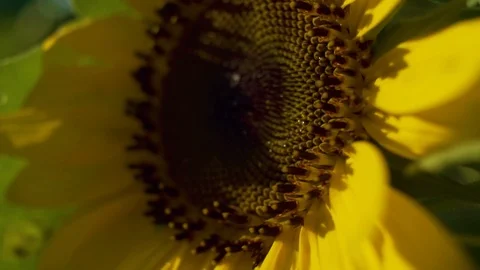 Close Up Sunflower Stock Footage 93803032