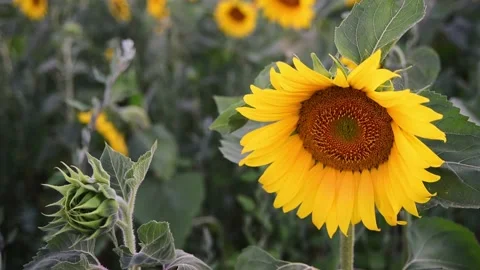 Close up of a sunflower Stock Footage 135233571