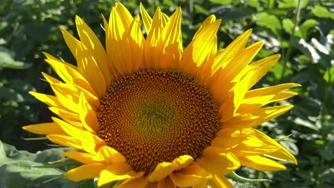 Close-up Sunflower Stock Footage 230019657