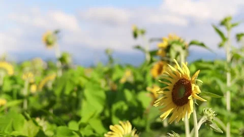 Close up of a sunflower Stock Footage 246569149
