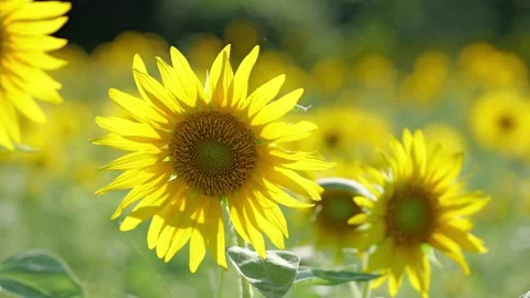 Close up of a sunflower Stock Footage 281346103