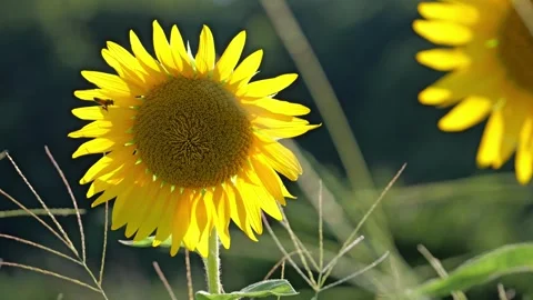 Close up of a sunflower Stock Footage 281346125