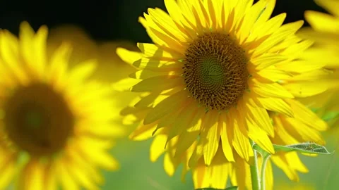 Close up of a sunflower Stock Footage 281346201