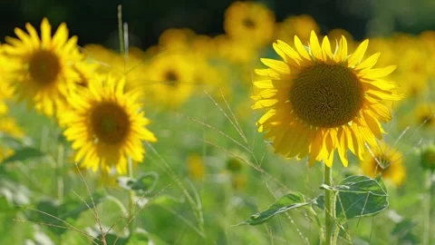 Close up of a sunflower Stock Footage 281346474