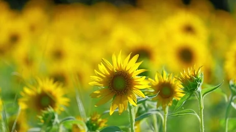 Close up of a sunflower Stock Footage 281346534