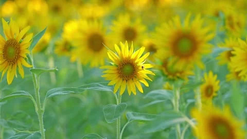 Close up of a sunflower Stock Footage 281346793