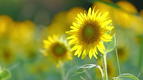 Close up of a sunflower Stock Footage 281346903