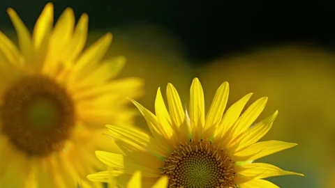 Close up of a sunflower Stock Footage 281349684