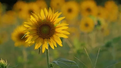 Close up of a sunflower Stock Footage 281349841