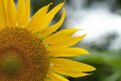 Close-up of a sunflower in full bloom, creating a natural abstract backgrou.. Stock Photos