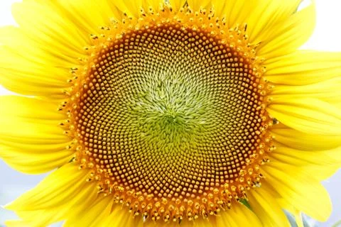 Close up sunflower head Stock Photos