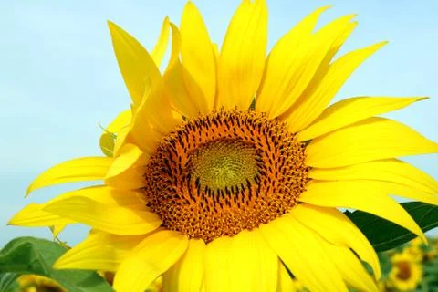 Close-up of Sunflower head waving in the wind Fotos de archivo