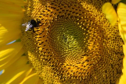 Close up on sunflower with insect Stock Photos