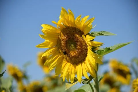 Close up on sunflower with insect Stock Photos