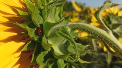 Close Up of Sunflower with Ladybug and Field Under Sunny Sky Stock Footage 316537283