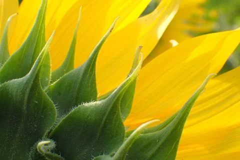 Close-up of sunflower petals Stock Photos