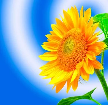 Close up of sunflower Foto stock