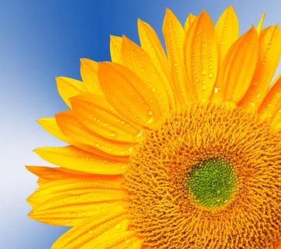 Close up of sunflower Foto stock