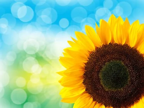 Close up of sunflower Stock Photos