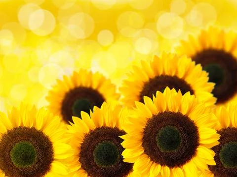 Close up of sunflower Stock Photos
